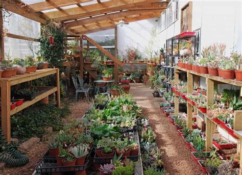 How to Grow Succulents in a Greenhouse - Greenhouse Info