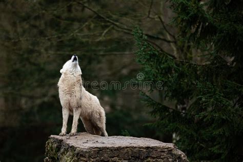 3,012 Wolf Howling Stock Photos - Free & Royalty-Free Stock Photos from ...