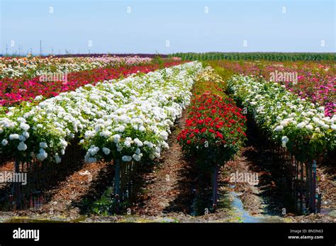 Rose farm near Wasco, California USA Stock Photo - Alamy