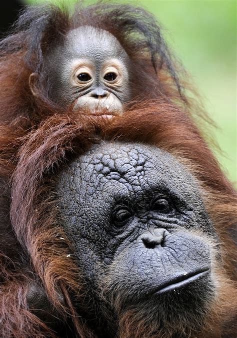 Orphaned baby Orangutan gets a mommy (4 pics) | Amazing Creatures