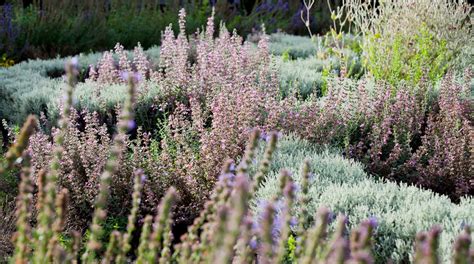 20 Amazing Lavender Companion Plants | Horticulture.co.uk