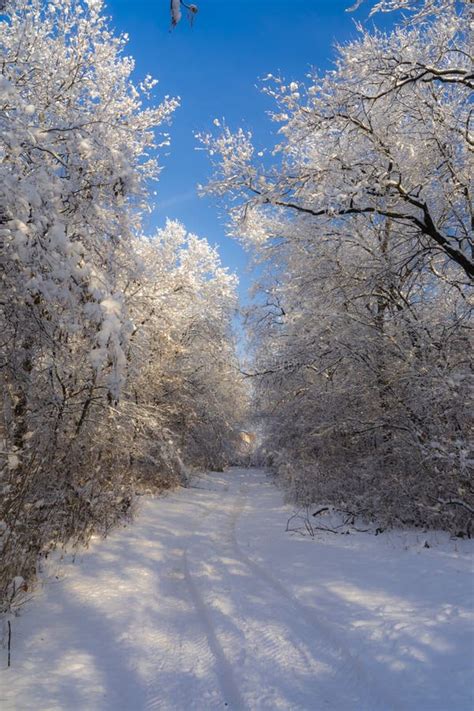 Snowy Landscape of an Oak Forest in Hungary Stock Image - Image of ...