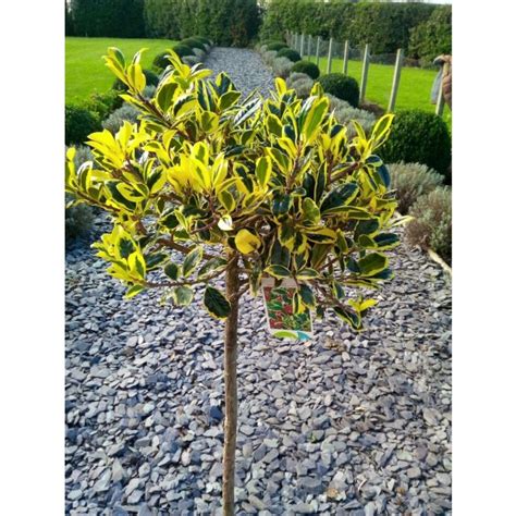 WINTER SALE - Ilex Golden Van Tol - Standard Female Holly Tree