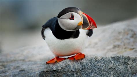 Puffins in Iceland - All You Need to Know About | All About Iceland