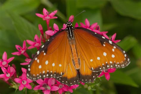 Queen Butterfly, Zilker Botanical Gardens, Austin, TX | Flickr