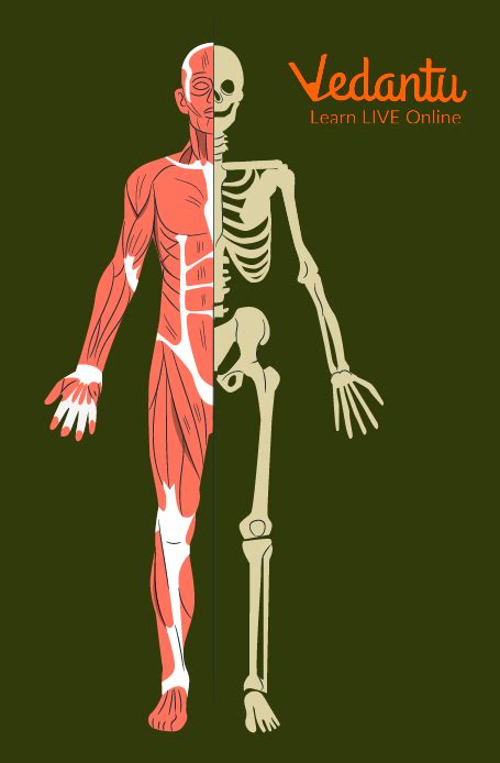 Bones and Muscles: Learn Definition, Facts & Examples