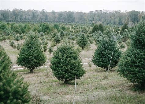 How to Start a Christmas Tree Farm in 14 Steps (In-Depth Guide)