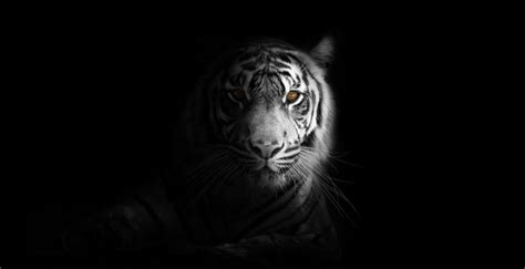 Wallpaper portrait, minimal, white tiger, dark desktop wallpaper, hd image, picture, background ...