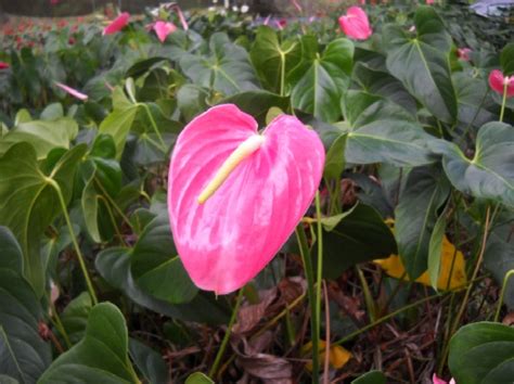 Pink Anthurium Flowers and Plants