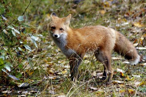 Red Fox - Vulpes vulpes | Wildlife Journal Junior