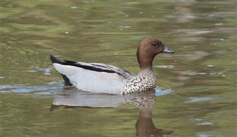 Australian Wood Duck | Grasslands