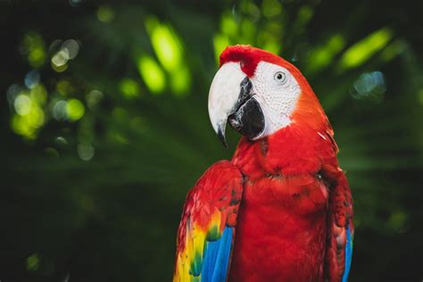 Amazing Facts about the Cheeky and Lovable Scarlet Macaw!