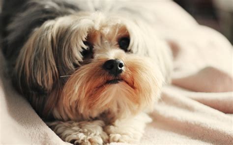 Dog Lovely - Wallpaper, High Definition, High Quality, Widescreen