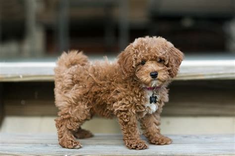 45+ Red Bichon Poodle Puppies - l2sanpiero