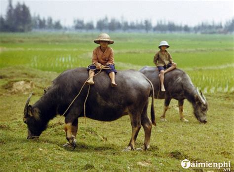 Hình nền con trâu cho máy tính | TaigameIOline