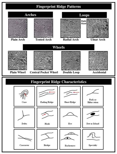 What Is the Term Used to Describe Ridge Charaterisitics