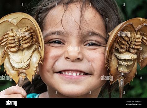 Young child with two horseshoe crab molts Stock Photo - Alamy