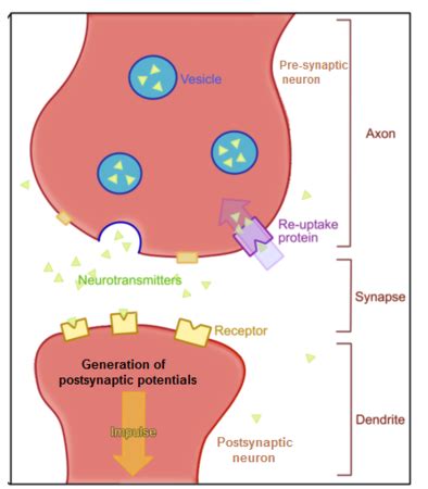 Inhibitory Postsynaptic Potential | Definition & Factors | Study.com