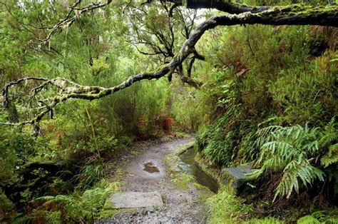 Laurisilva of Madeira. Madeira in Portugal.32°46′0″N 17°0′0″W. 934. World Heritage Site since ...