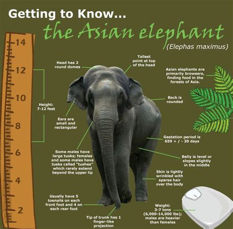 Ten Facts About Elephants • kimpluscraig.com