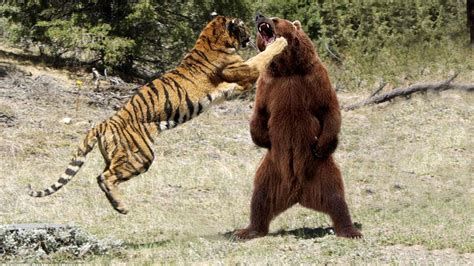 TİGER vs Bear Real Fight - YouTube