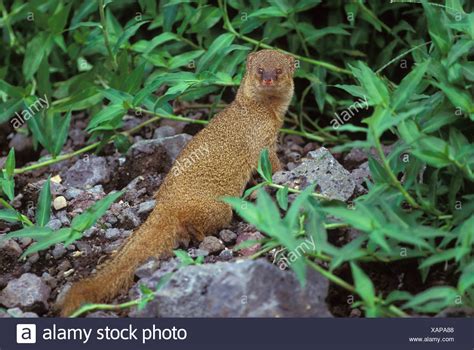 Mongoose Hawaii Stock Photos & Mongoose Hawaii Stock Images - Alamy