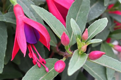 Gail Barber On Fuchsia Propagation In Early Spring: 'It's Easy, Quick And Very Satisfying ...