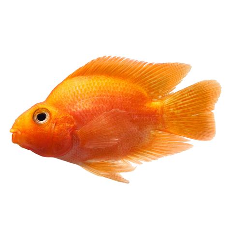 Blood Parrot Cichlid (Cichlasoma sp.) | Petco