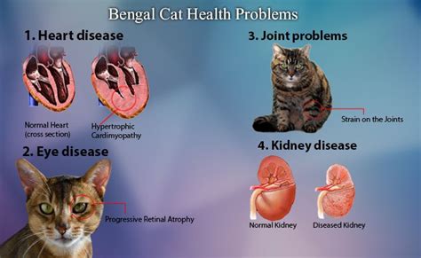 Bengal Kittens - 10 Facts Every Bengal Cats Lover Must Know - Petmoo