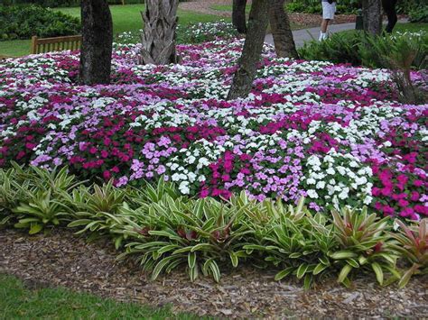 PlantFiles Pictures: Impatiens, Busy Lizzy 'Blitz Mix' (Impatiens ...