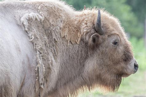 The Great White Buffalo Photograph by Ben Ford - Fine Art America