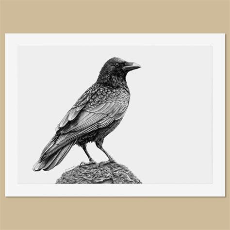 Original Crow Pencil Drawing | FREE UK SHIPPING! — TheThrivingWild