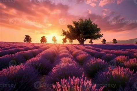 Stunning landscape with lavender field at sunset. Generative AI ...