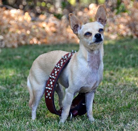 The Dog Geek: The Truth About Spiked Collars