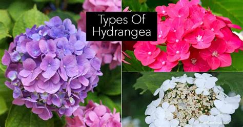 A Guide To Hydrangea Flower Types: Old Wood and New Wood Bloomers