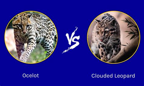 Ocelot กับ Clouded Leopard: อะไรคือความแตกต่าง? | Newagepitbulls