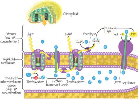 Electron transport chain and photophosphorylation. | Biochemistry, Plant science, Biology notes