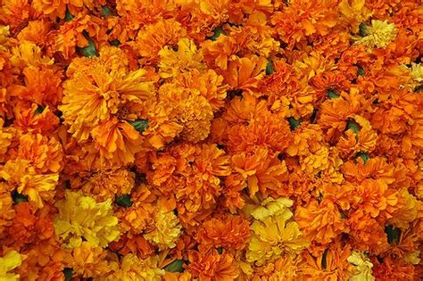 Marigold Flowers - Genda Phool Marsh Marigold, Marigold Flower, October ...