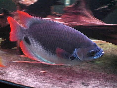 Red Tail Giant Gourami Care | Feeding | Tank Mates - SeaFish