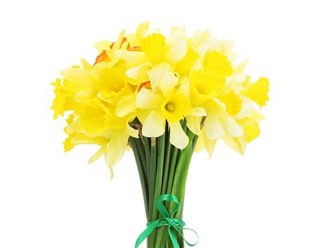 Wallpaper bouquet Yellow Flowers Daffodils White background