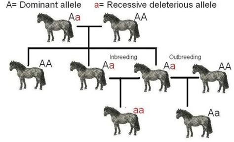 Inbreeding in Dogs: Why It Happens & Why It's Bad