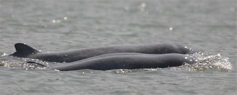 Irrawaddy Dolphin Baby | Wallpapers Gallery