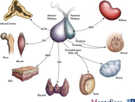 Disorders of Hypothalamus and Pituitary Flashcards | Quizlet