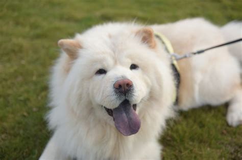 A Guide to the Chow Chow, the Fluffy Lion Dog - Critter Culture