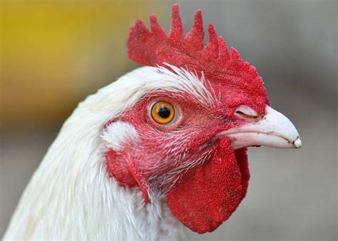 Broiler vs Layer – Chicken Differences, Management