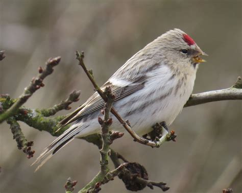 Coues's Arctic Redpoll by Mark Cornish - BirdGuides