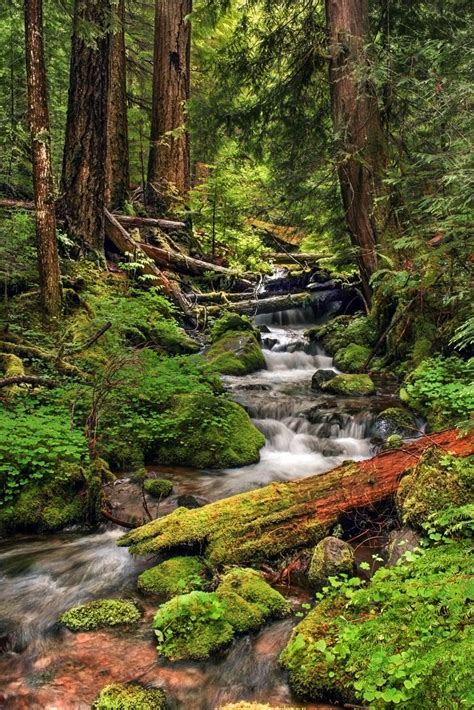 Willamette National Forest-Explored | Nature pictures, Landscape, Nature