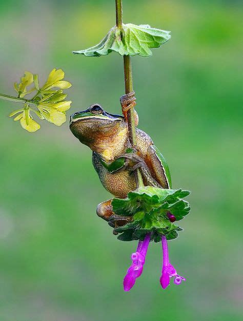 I’m singing in the rain, I’m singing in the rain... | Cute frogs, Animals beautiful, Funny frogs