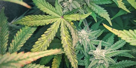 Phosphorus Deficiency in Cannabis – SeedsBros