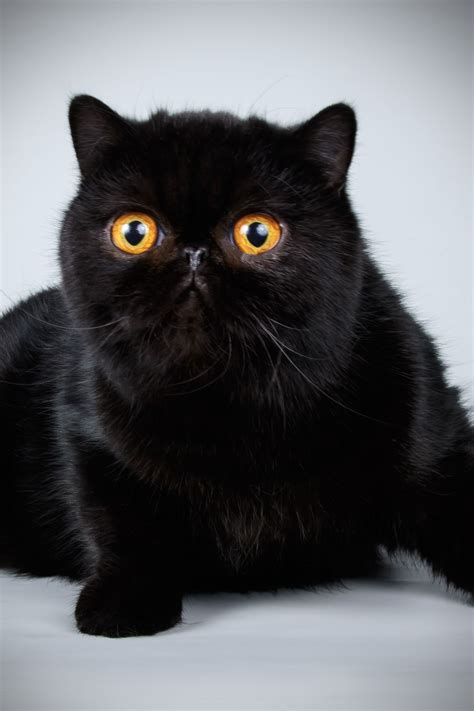 Most Beautiful Black Cat In The World